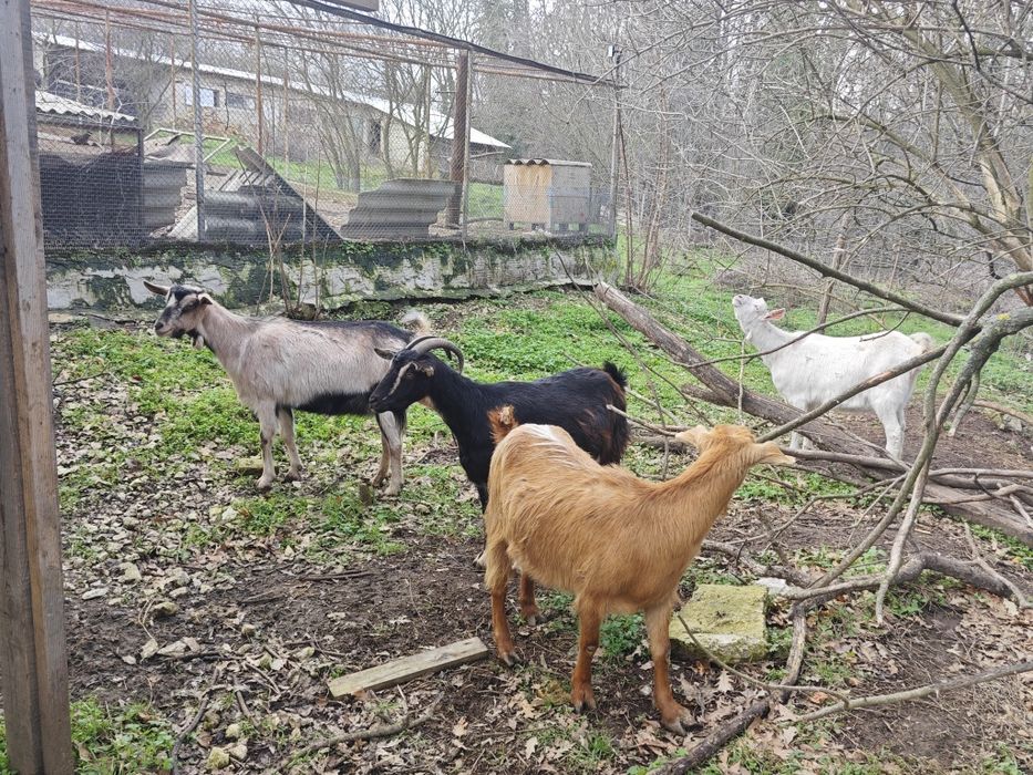 Кози млади бременни