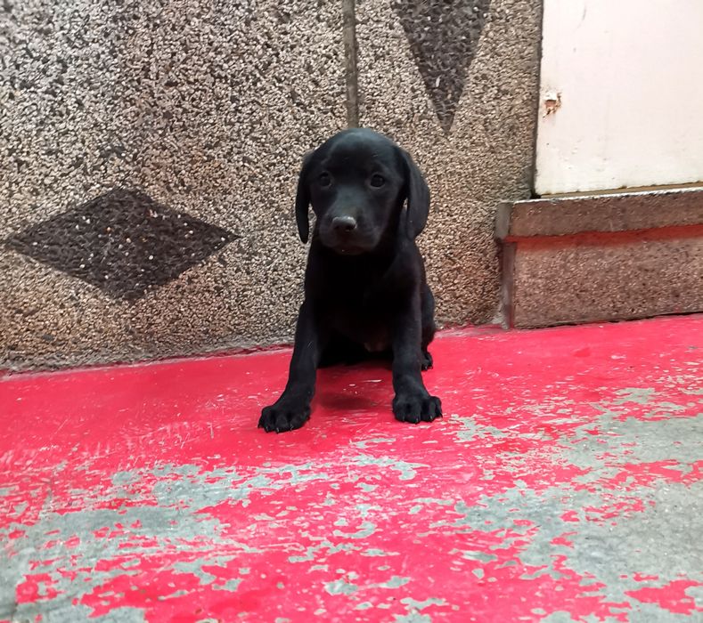 Лабрадор ретривър