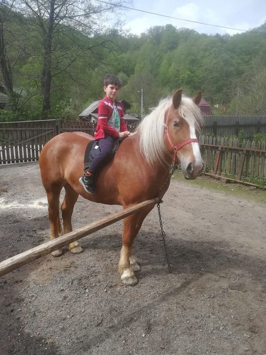 Vând iapa de 7 ani cu manza