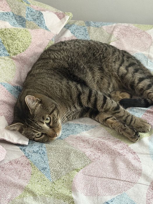 Donez motan va rog este urgent