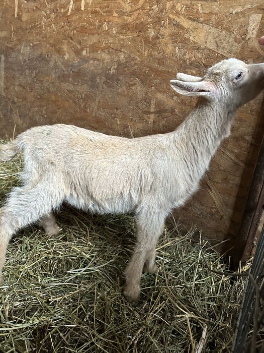 Tapusori saanen diferite varsta