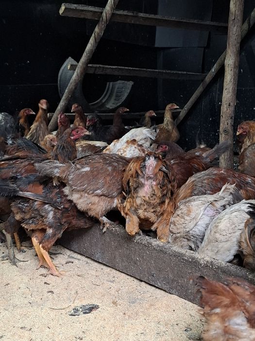 Продам кур домашних ,молодые-НЕСУШКИ