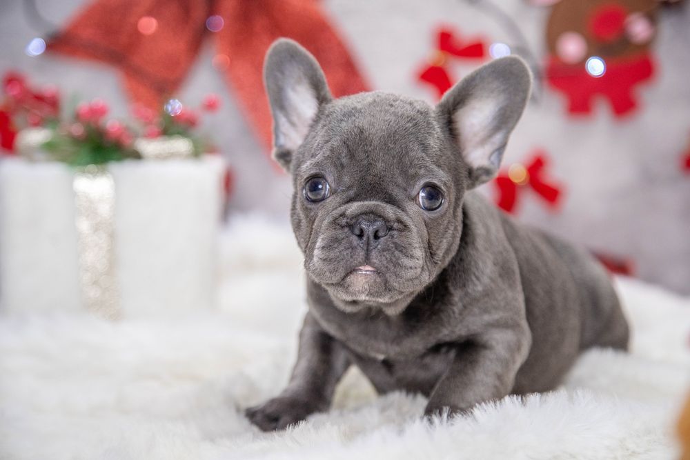 bulldog francez blue fetita