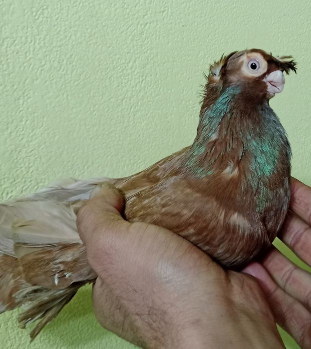 Продам малоносого самца