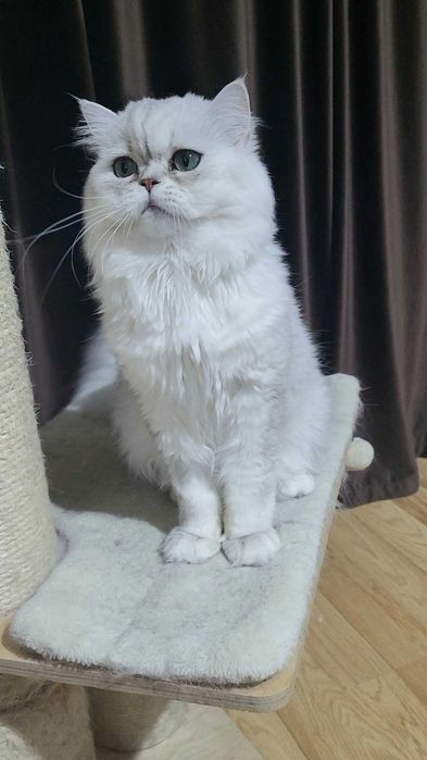 British longhair silver cu ochii verzi felisa autorizata
