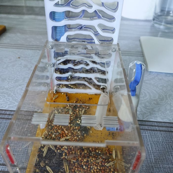 Ферма муравьев  Жнецов