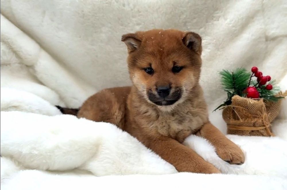 Щенки сиба ину (Хатико) обьявляется бронь !