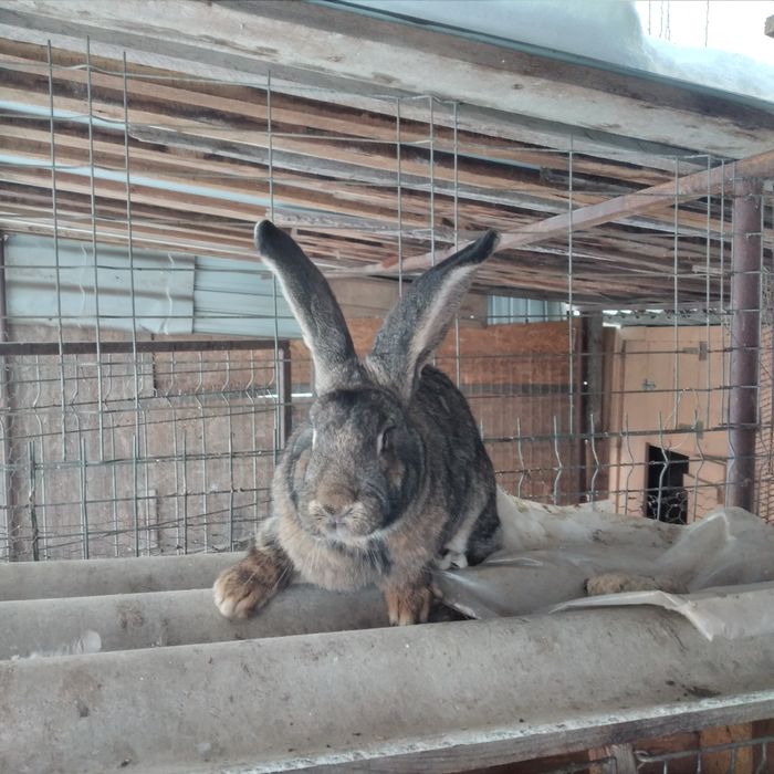 Vînd Femela uriaș german