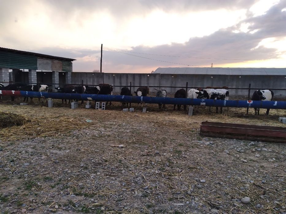 Янгийўл тумани Калган ҳудудида жойлашган 80 сотих ер сотилади