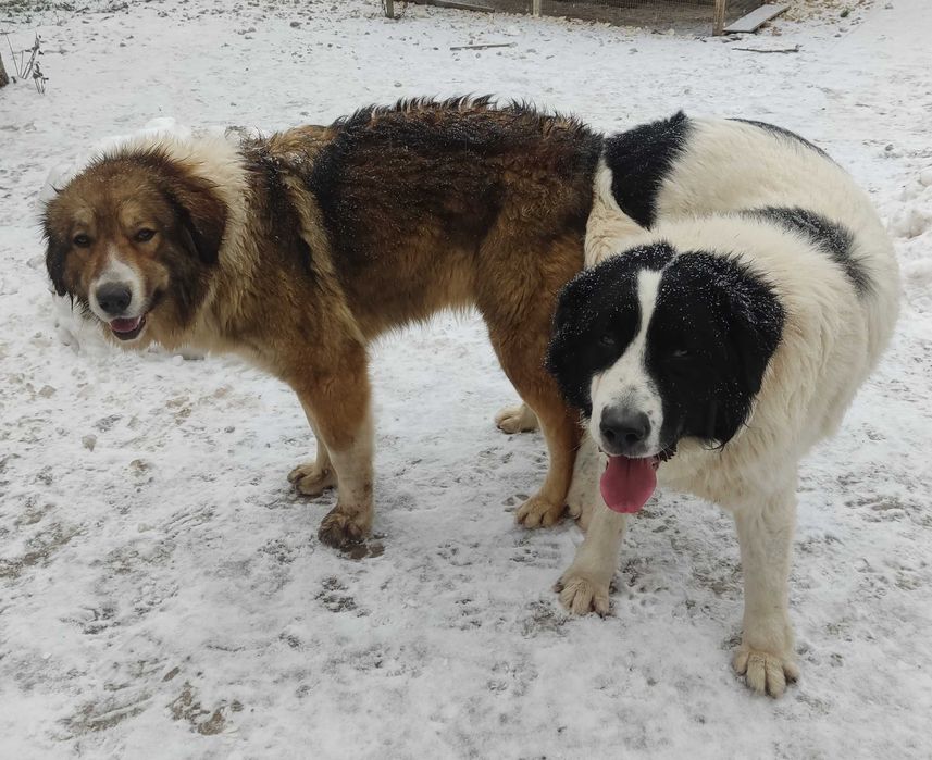 Българско овчарско куче (каракачанско)