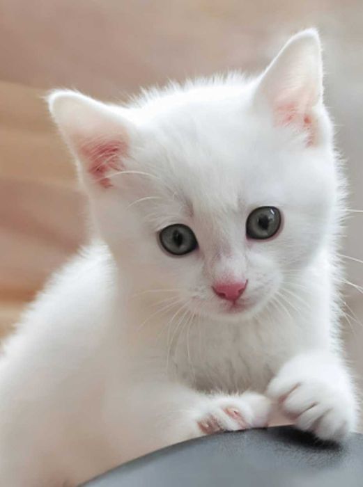 Котята  2 месяца