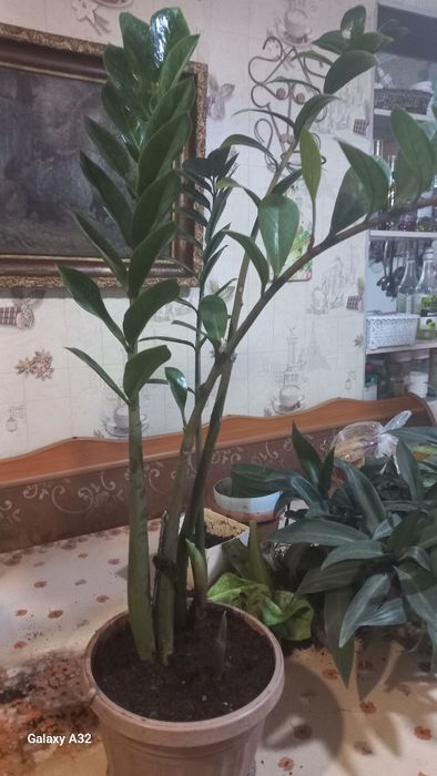 Продам домашние цветы