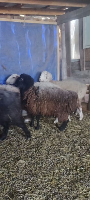 Бараны молодняки кошкарчики
