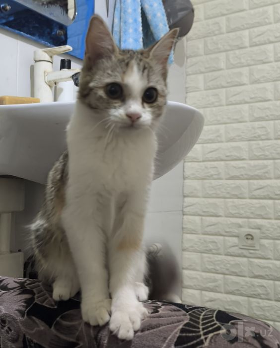 Кошка,  бесплатно