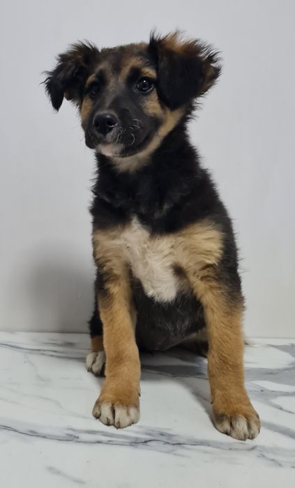 Вакцинированные щенки (мальчик и девочка)