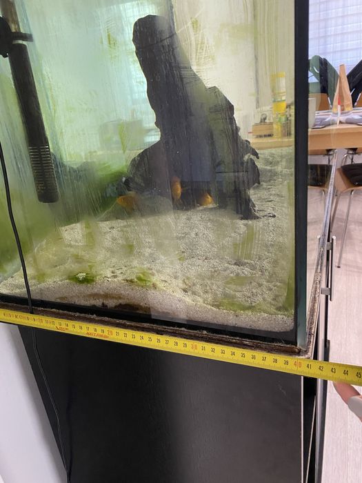 Acvariu complet 200L cu ciclide Malawi.