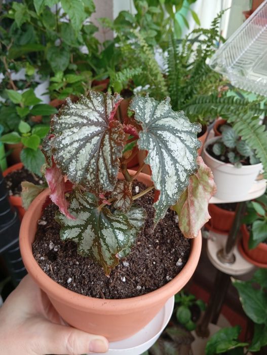 Продам растения комнатные