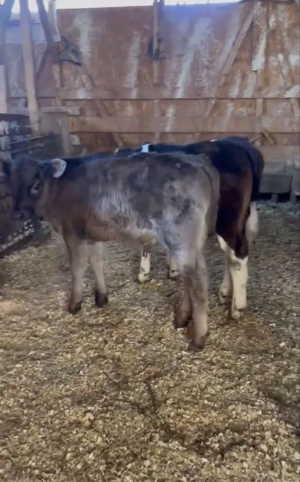 Vand 4 Vitei intarcati pentru crescut ! Exemplare frumoase,