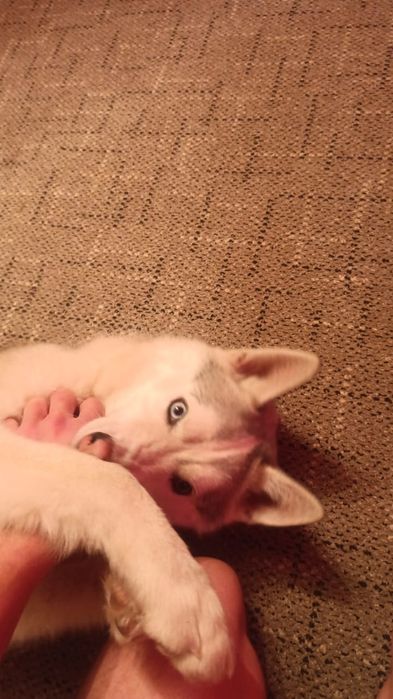 Продам срочно хаску семей.усть каменогорс