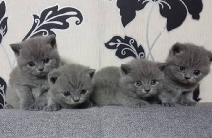 Британские котята