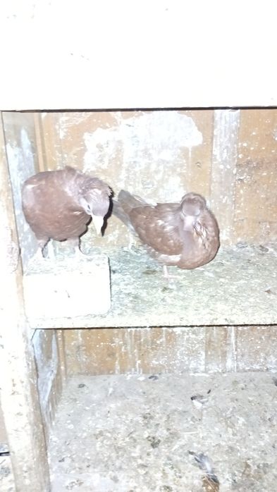 Продавам паламарски гълъби