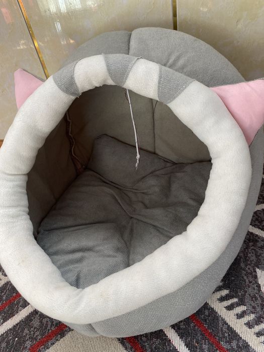 кошка ищет новый дом