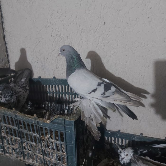 Уди  голубка  тяга  15 20 метров