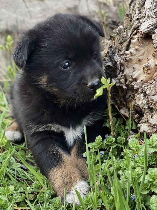 Девочка щенок в добрые руки