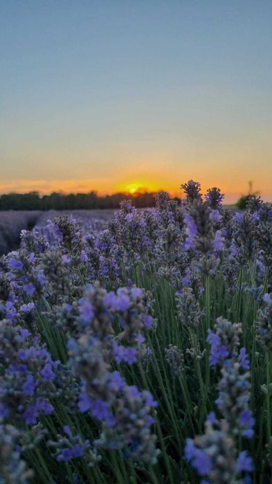 Ulei Esențial de Lavandă – Direct De La Producator