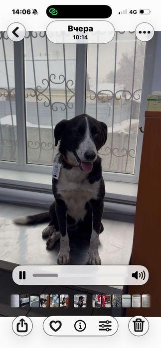 Умная собачка добрым людям