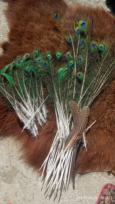 Продам перо павлина