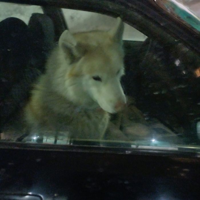 Собака ищет дом,потеряшка