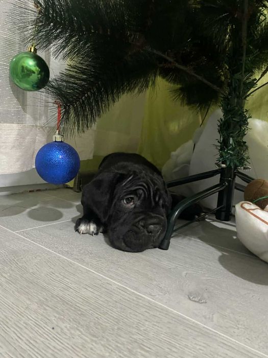 Продовам кане корсо на 2 месеца с две ваксини обезпаритено 350