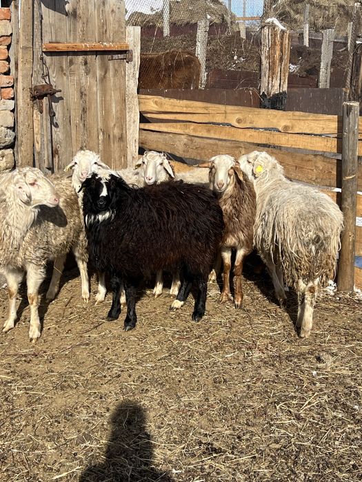 Продам кошкар 6 голов по 65тыс