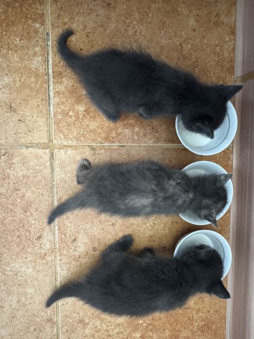 Отдам котят в добрые руки