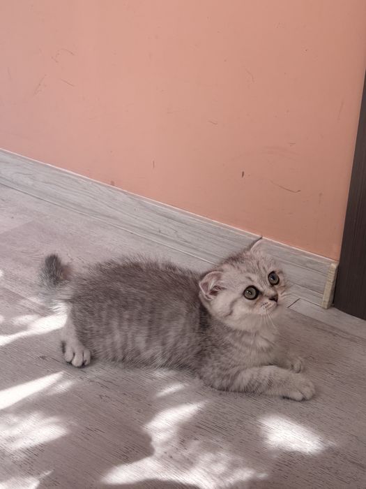 Scottish Fold Chinchilla-femelă