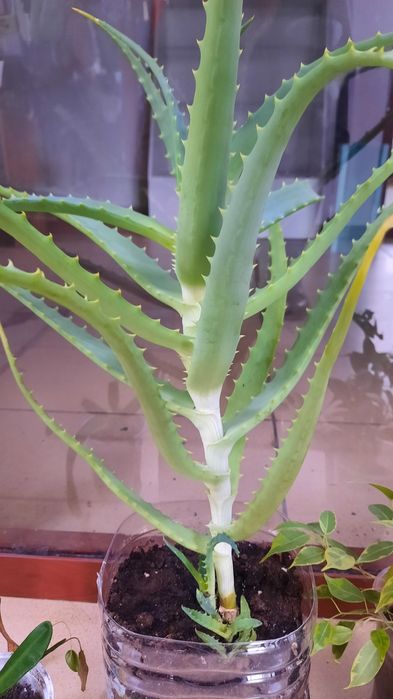 Продам алоэ возраст 4 года
