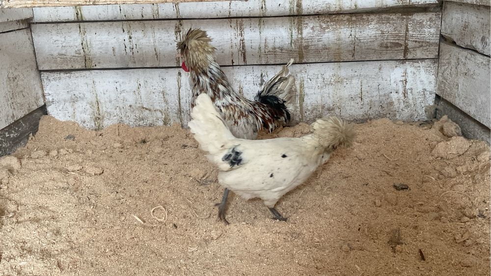 Ouă pentru incubat din rasele : Padaoană și Australorp .