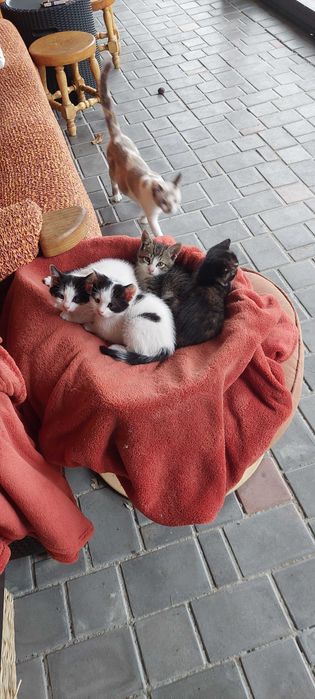 Nicu, Costi, Marcel si Mira pisoiasi mici