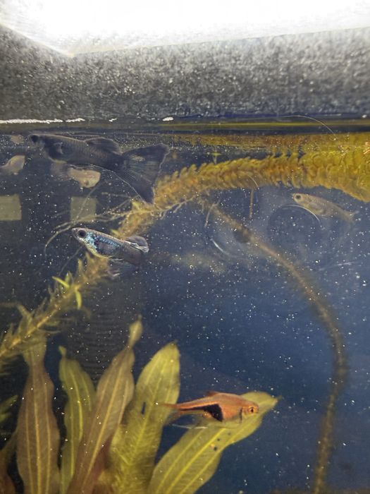 Гуппи синяя московская самцы