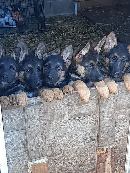 Немски овчарки с родословие