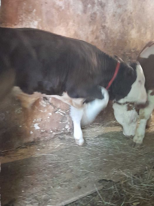 Vand 2 vitei de 5 luni mai multe detalii la telefon 0742694136