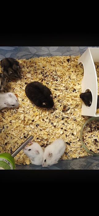 Hamsteri pitici Albi