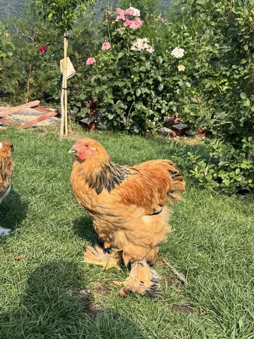 Cocoși brahma Culoare Columbia si Herminat deschis