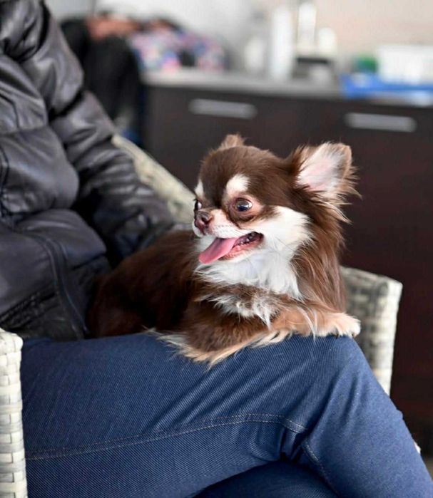 Мъжко мини чихуахуа шокладов тен на две години с тегло 2 кг