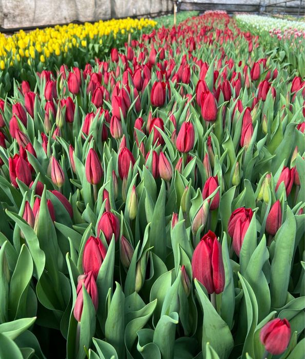 Тюльпаны оптом предзаказ