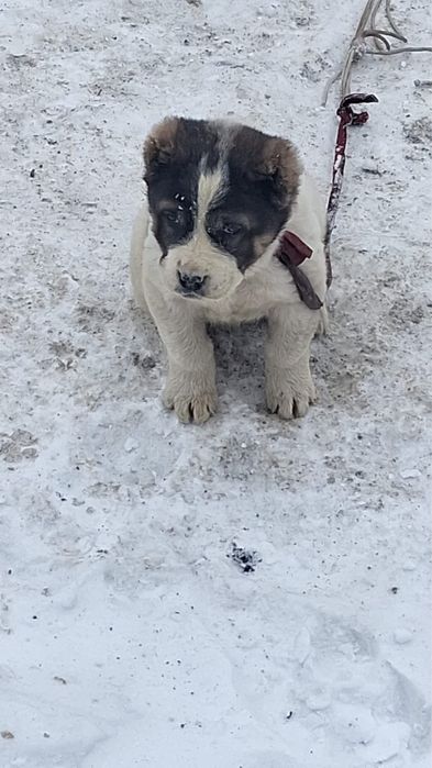 Ұрғашыы доставка тегің астана бойынша