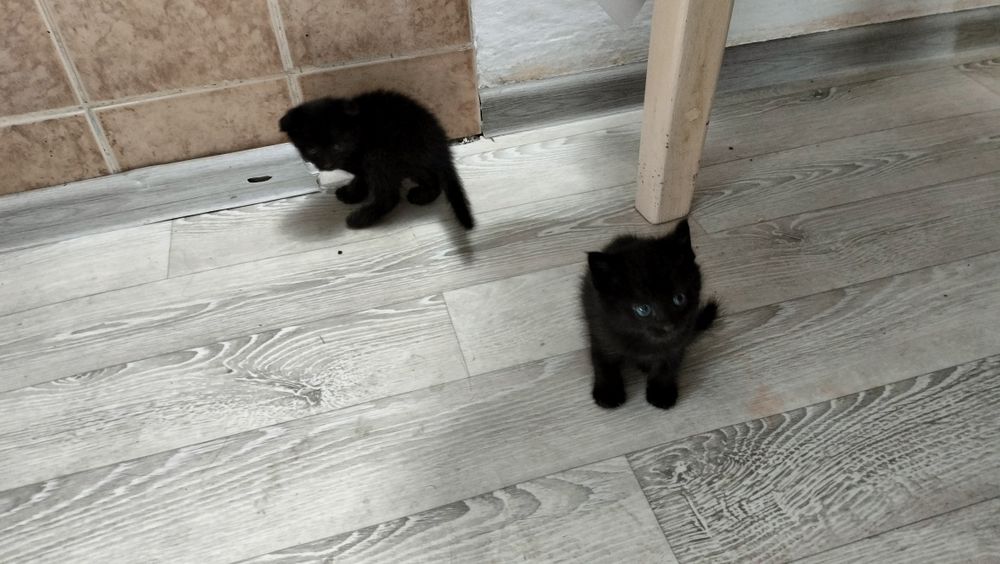 Отдам 4 котят в добрые руки