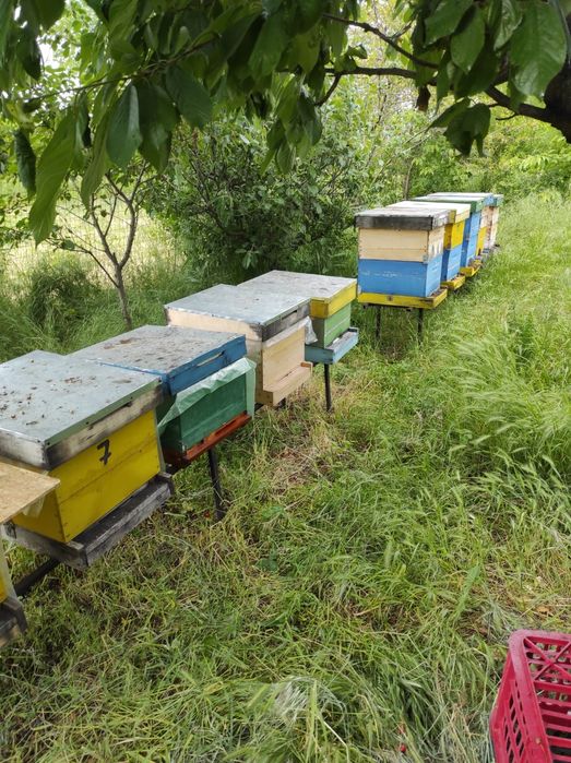 Stupi albine verticali