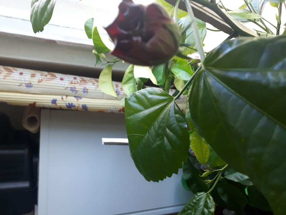 Роза комнатная